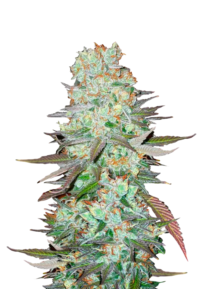 FAST BUDS - G14 AUTO - Imagen 1