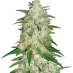 FAST BUDS - CAR ICE CREAM