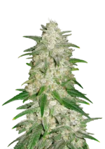 FAST BUDS - GLACE POUR VOITURE