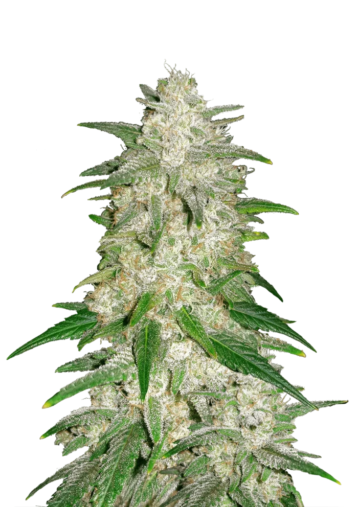 FAST BUDS - GLACE POUR VOITURE – Image 1