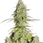 FAST BUDS - GIRL SCOUT COOKIES AUTO