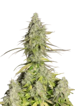 FAST BUDS - GIRL SCOUT COOKIES AUTO