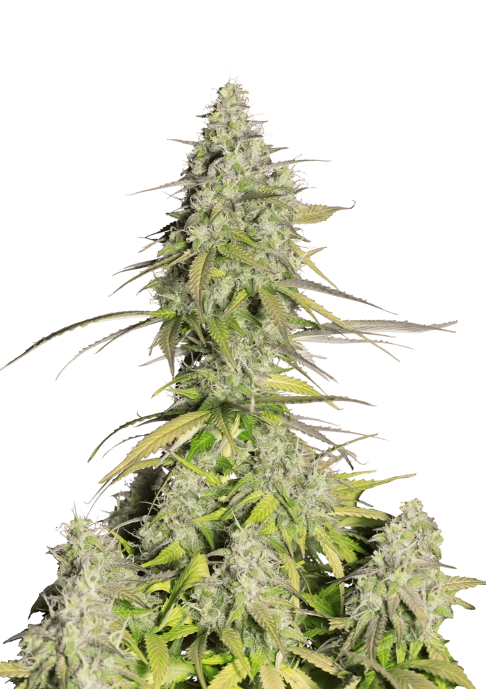 FAST BUDS - GIRL SCOUT COOKIES AUTO - Imagen 1