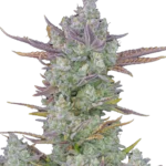 FAST BUDS - GORILLA COOKIES AUTO