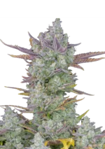 FAST BUDS - GORILLA COOKIES AUTO