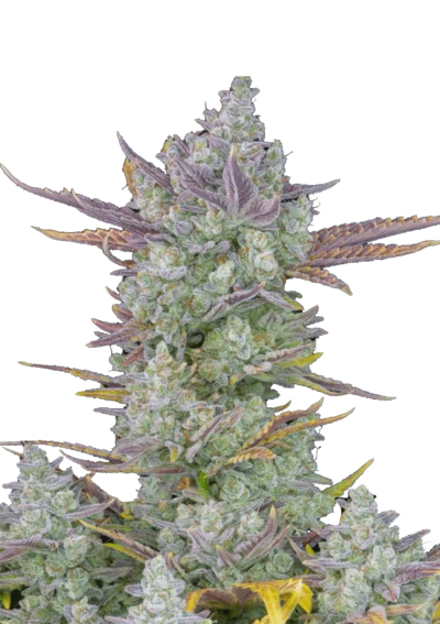 FB_gorilla-cookies_plant.webp FAST BUDS - GORILLA COOKIES AUTO FEM - immagine 1