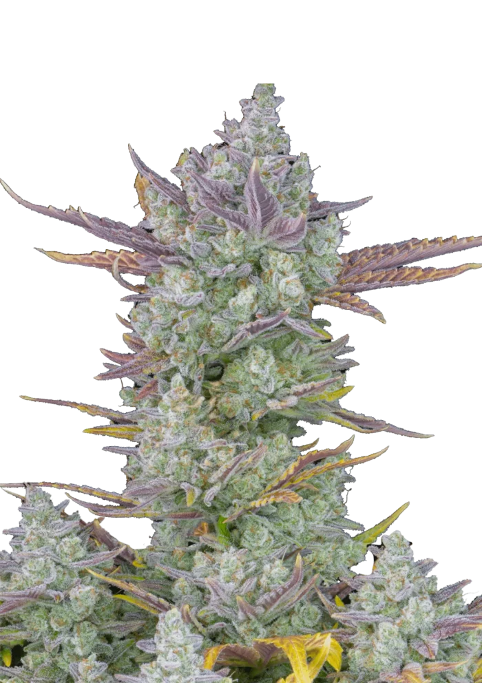 FAST BUDS - GORILLA COOKIES AUTO - Imagen 1