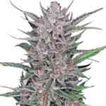 FAST BUDS - GORILLA PUNCH AUTO FEM