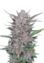 FAST BUDS - GORILLA PUNCH AUTO FEM