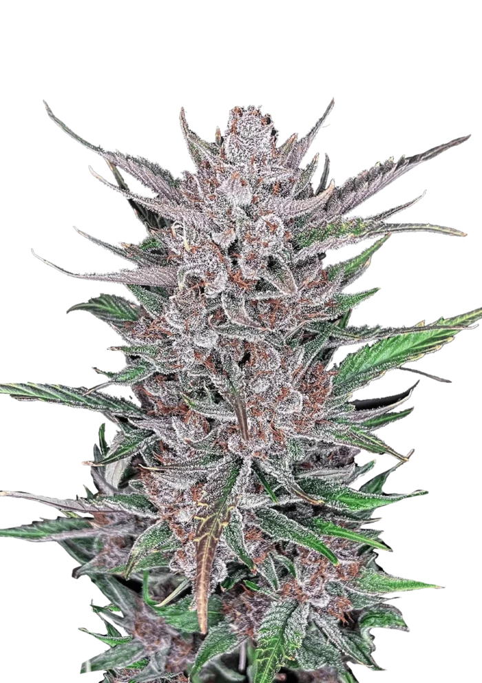 FAST BUDS - GORILLA PUNCH AUTO FEM – Image 1
