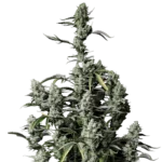 FAST BUDS - GORILLA ZKITTLEZ AUTO FEM