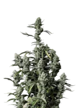 FAST BUDS - GORILLA ZKITTLEZ AUTO FEM