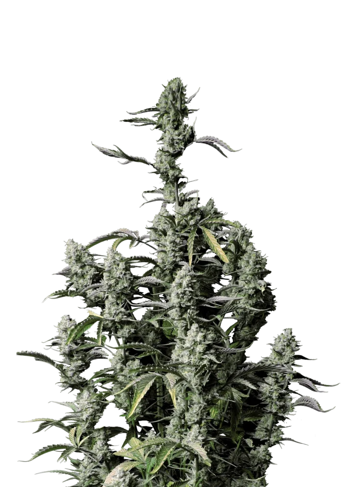 FAST BUDS - GORILLA ZKITTLEZ AUTO FEM - Imagen 1