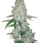 FAST BUDS - GORILLA GLUE AUTO