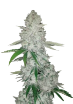 FAST BUDS - GORILLA GLUE AUTO