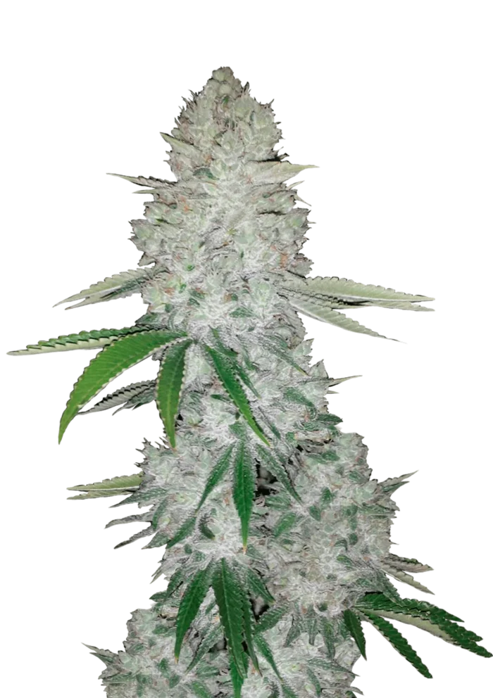 FAST BUDS - GORILLA GLUE AUTO – Image 1