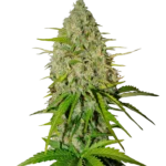 FAST BUDS - GRAPEFRUIT AUTO