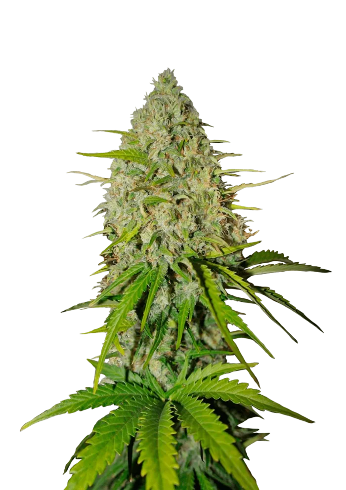 FAST BUDS - GRAPEFRUIT AUTO – Image 1
