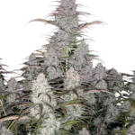 FAST BUDS - GREEN CRACK AUTO