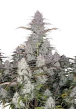 FAST BUDS - GREEN CRACK AUTO