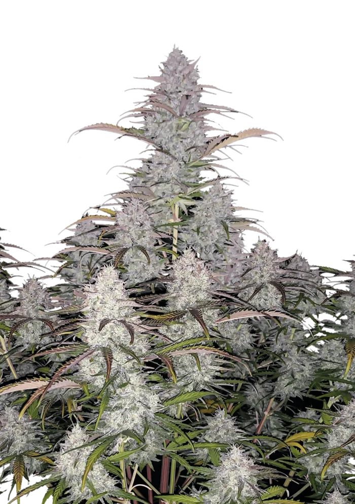 FAST BUDS - GREEN CRACK AUTO - immagine 1