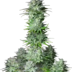 FAST BUDS - KASHER CAKE AUTO