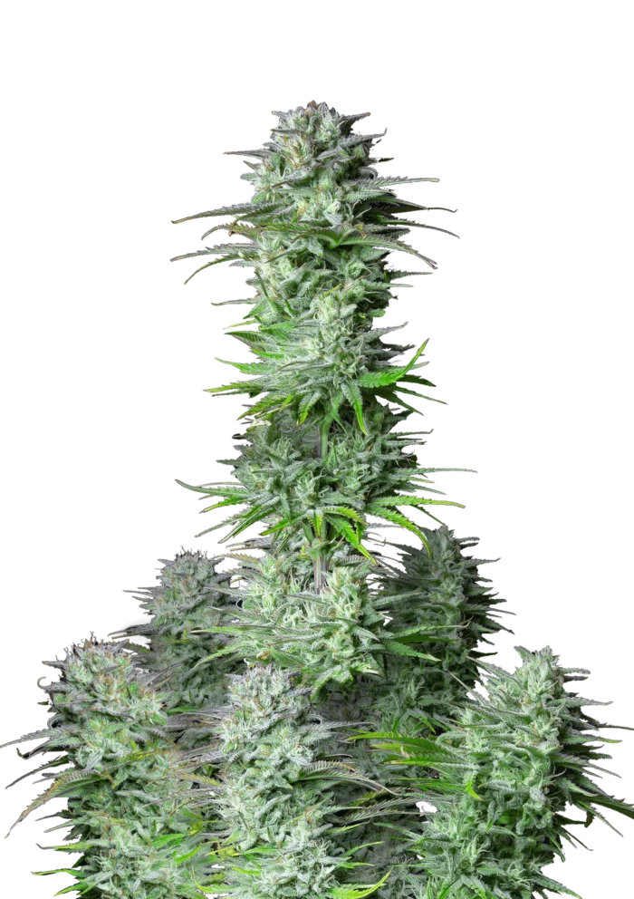 FAST BUDS - KOSHER CAKE AUTO - Image 1