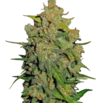 FAST BUDS - LEMON AK AUTO