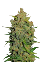 FAST BUDS - LEMON AK AUTO