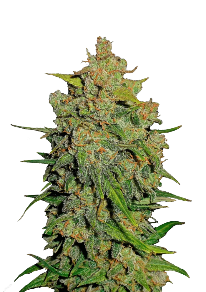 FAST BUDS - LEMON AK AUTO - Image 1