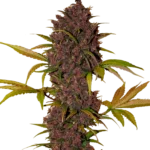 FAST BUDS - LSD-25 AUTO