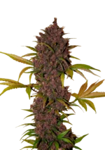 FAST BUDS - LSD-25 AUTO