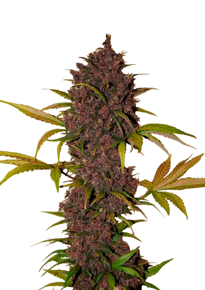 FAST BUDS - LSD-25 AUTO - Image 1