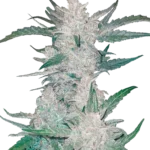 FAST BUDS - AUTO DE MEXICAN AIRLINES