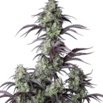 FAST BUDS - MIMOSA CAKE AUTO