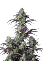 FAST BUDS - MIMOSA CAKE AUTO