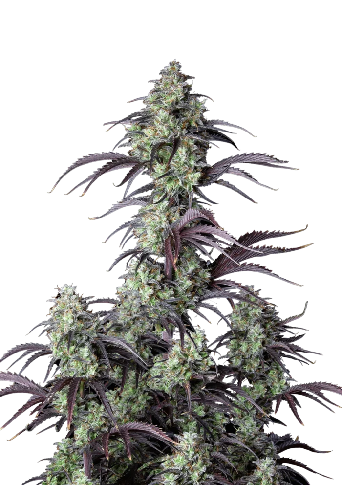 FAST BUDS - MIMOSA CAKE AUTO - immagine 1