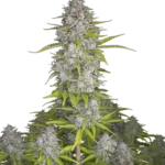 FAST BUDS - ORANGE SHERBET AUTO