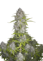 FAST BUDS - ORANGE SHERBET AUTO