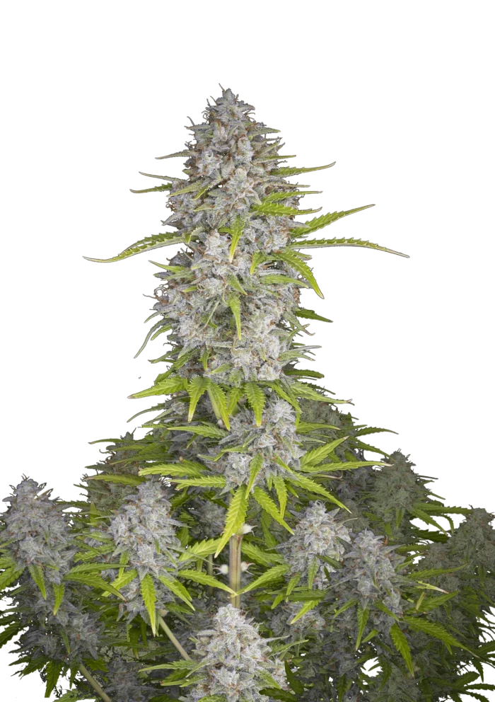 FAST BUDS - ORANGE SHERBET AUTO - Image 1