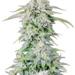 FAST BUDS - ORIGINAL AFGHAN KUSH AUTO FEM