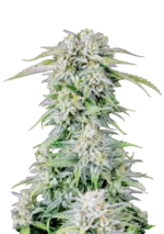 FAST BUDS - ORIGINAL AFGHAN KUSH AUTO FEM