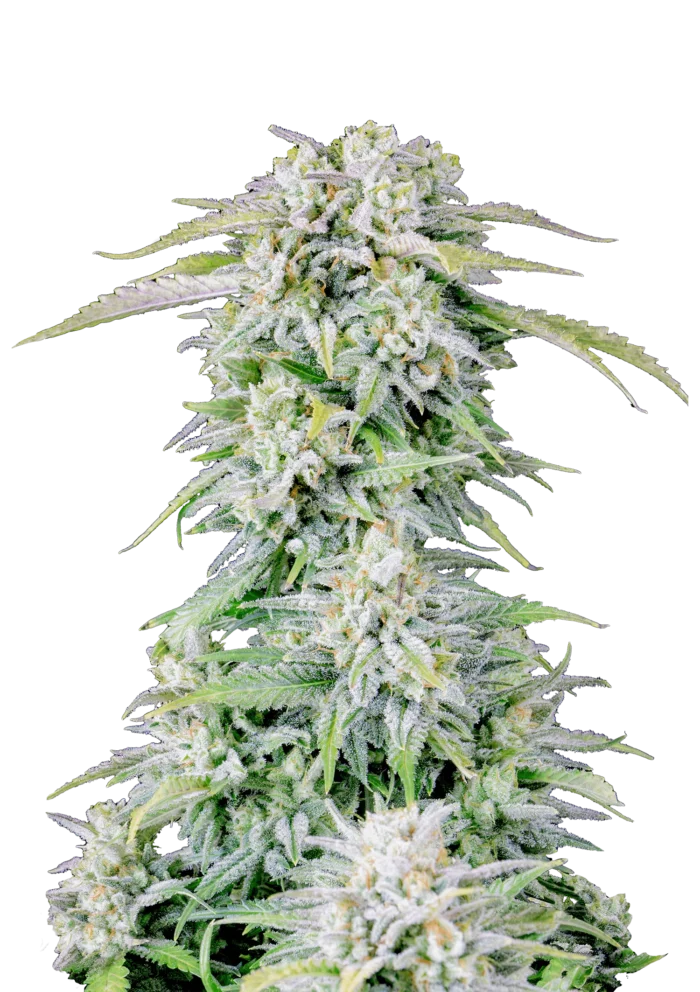 FAST BUDS - ORIGINAL AFGHAN KUSH AUTO FEM - immagine 1