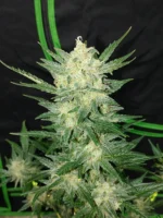 FAST BUDS - ORIGINAL AFGHAN KUSH AUTO FEM - immagine 2