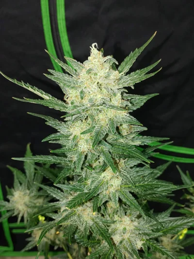 SCHNELLE KNOSPEN - ORIGINAL AFGHANISCHEN KUSH AUTO FEM – Bild 2