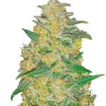 FAST BUDS - ORIGINAL AK AUTO