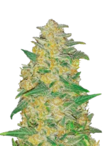 FAST BUDS - ORIGINAL AK AUTO