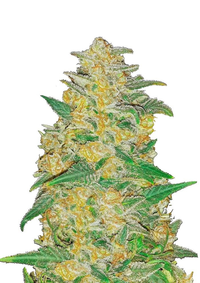 FAST BUDS - ORIGINAL AK AUTO - Image 1
