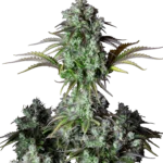 FAST BUDS - ORIGINAL BIG BUD AUTO FEM