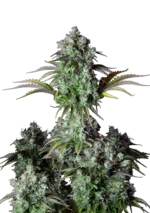 FAST BUDS - ORIGINAL BIG BUD  AUTO FEM